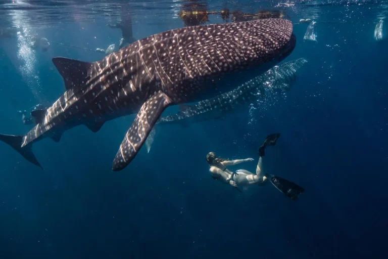 Embark on the Ultimate Adventure: Saleh Bay Whale Shark Tour